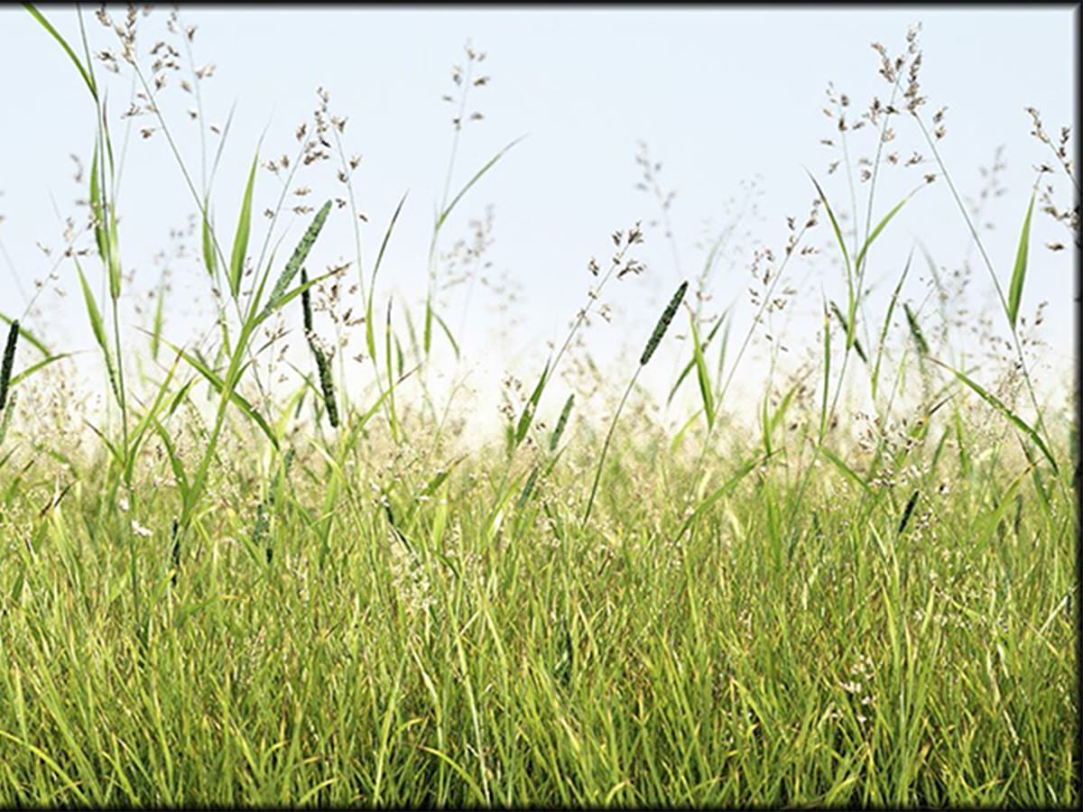 ảnh đại diện 3DS max sân cỏ